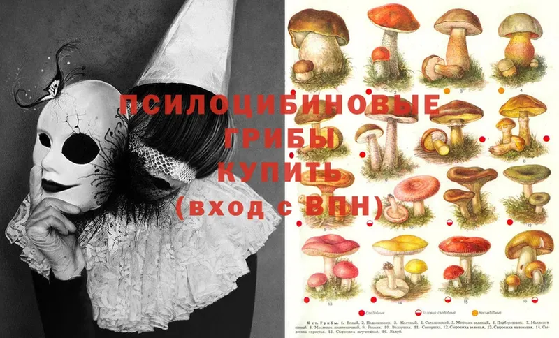 Псилоцибиновые грибы Psilocybine cubensis  наркотики  Азнакаево 